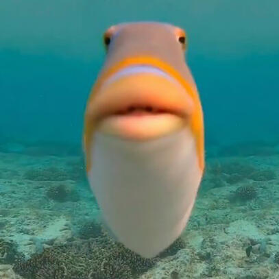 Fish